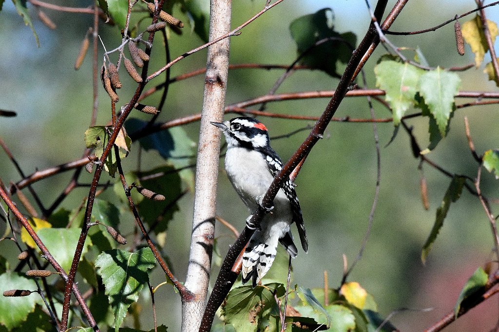 Woodpecker, Downy, 2017-10188481 Broad Meadow Brook, MA.JPG - Downy Woodpecker. Broad Meadow Brook Wildlife Sanctuary, MA, 10-18-2017